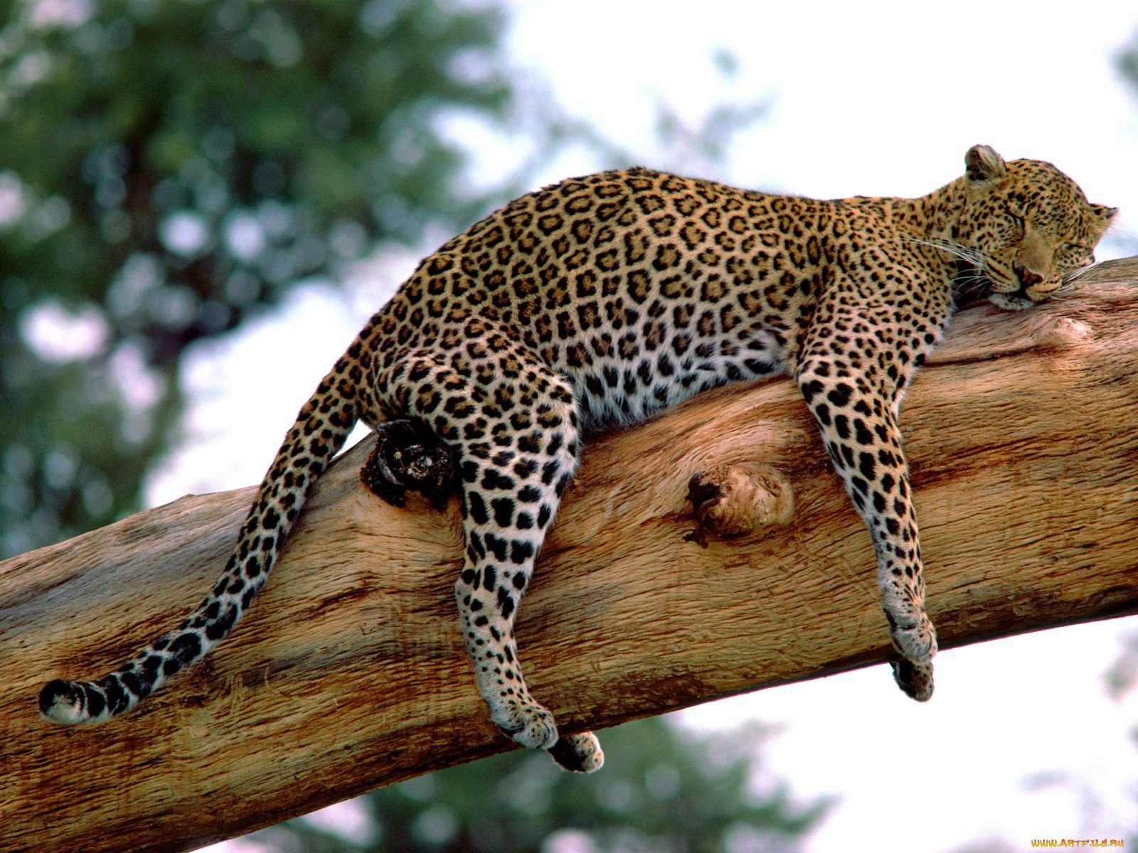 long, week, leopard, tanzania, , 